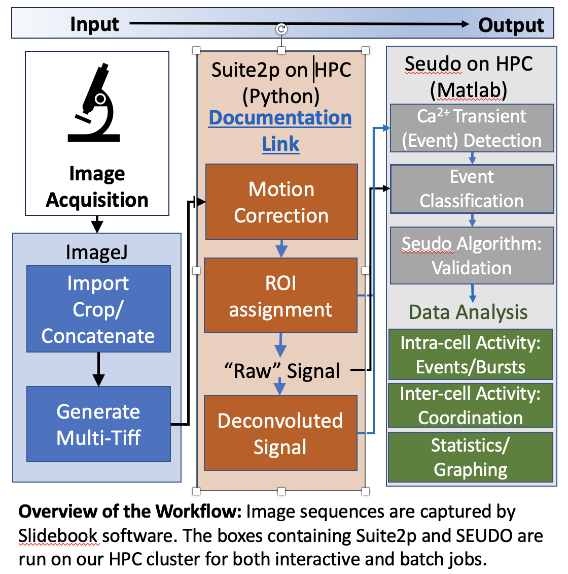 Analysis of Calcium Activity in Ex Vivo Adrenal Slices